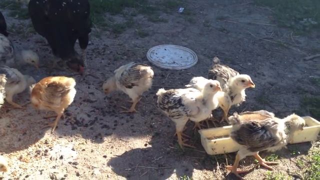 Цыплята 1месяц...mov смотреть онлайн