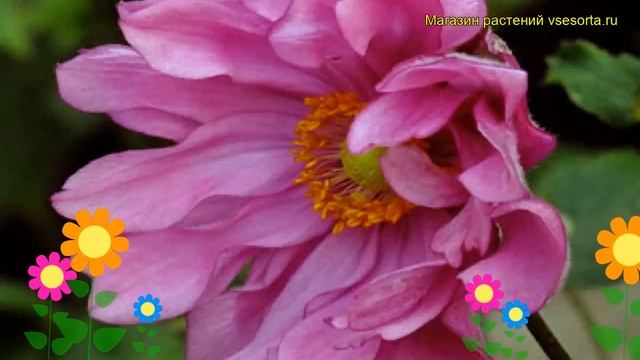 Анемона японская Роткаппчен. Краткий обзор, описание характеристик anemone japonica Rotkappchen смотреть онлайн