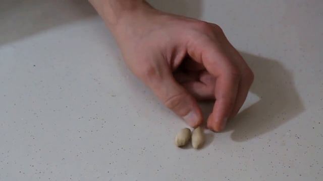 1 Как вырастить фисташку How to grow pistachio part 1 смотреть онлайн