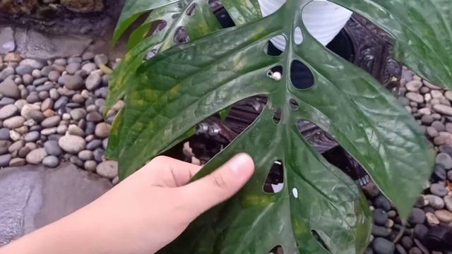 Monstera Amydrium Medium || Monstera Hutan Indonesia