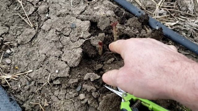 Пересаживаю поросль малины Маравиллы.10 марта 2024г. смотреть онлайн