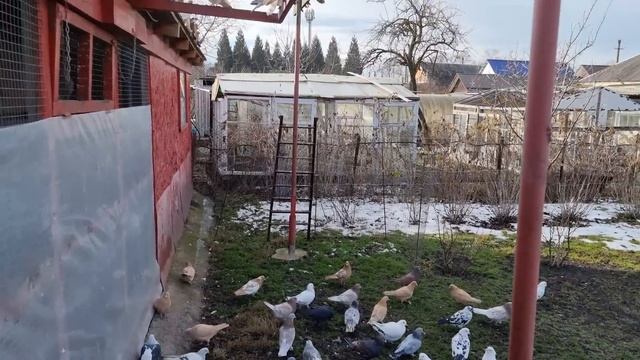 t + меняет голубей смотреть онлайн