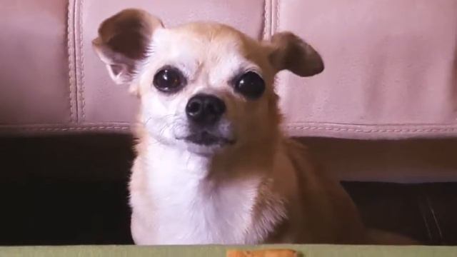 #Чихуахуа #просит #сон #вкусняшка смотреть онлайн