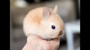 Описание и особенности карликовых кроликов