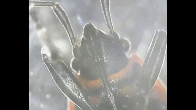 Клоп солдатик! Увеличение в 500 раз! Bug soldier! 500x magnification! смотреть онлайн