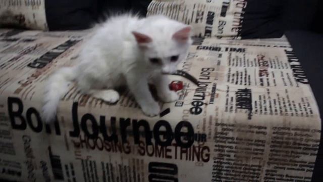 Встреча котенка с мамой через три недели разлуки.. смотреть онлайн