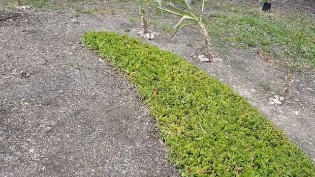 Newly trimmed Aptenia Cordifolia (sunrose) смотреть онлайн