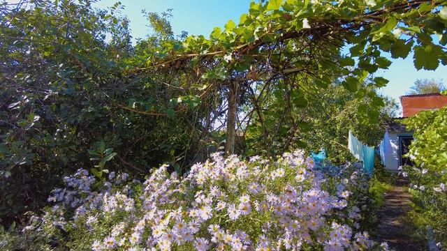 Октябринка или астра новобельгийская - осенние цветы в саду смотреть онлайн