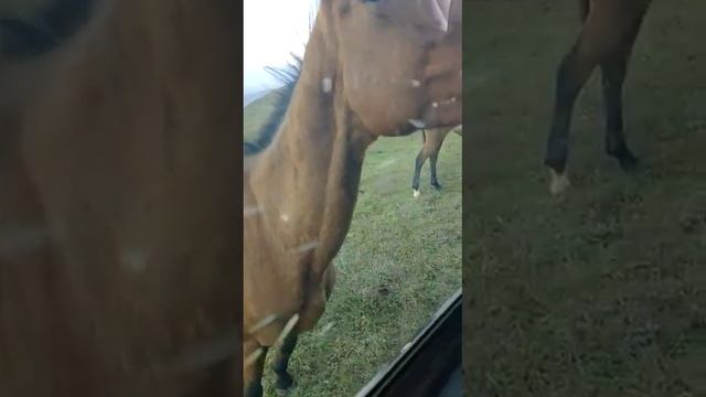 Абхазия. Дикие лошади смотреть онлайн