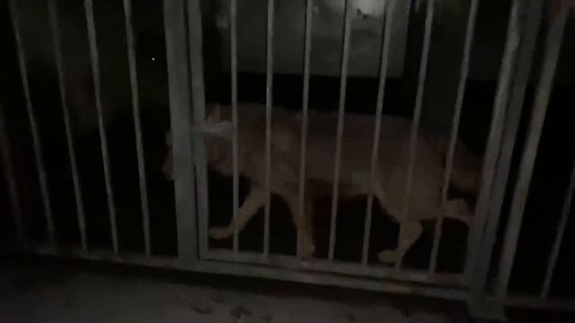 Уникальные Волки и Гибриды. В гостях у Animal Park Aurora. Дружелюбные Шакалы. смотреть онлайн