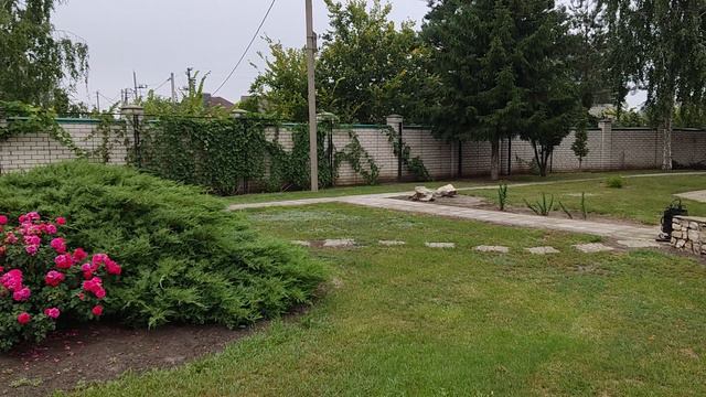 Г. ф. винограда селекции Баранова Зоренька на 09.08.24. в Воронеже. смотреть онлайн