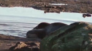 Тайна природы - зачем тюлени поедают своих детей