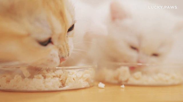 🤣Kittens Eat Like No Tomorrow, Super Loudly Eating Sound, ASMR смотреть онлайн