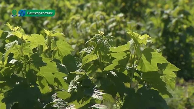 О предоставлении земельных участков для инвесторов по упрощенной процедуре без торгов