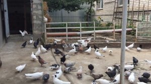 Совет от Гагика.Как отучить голубей от чужих крышов.