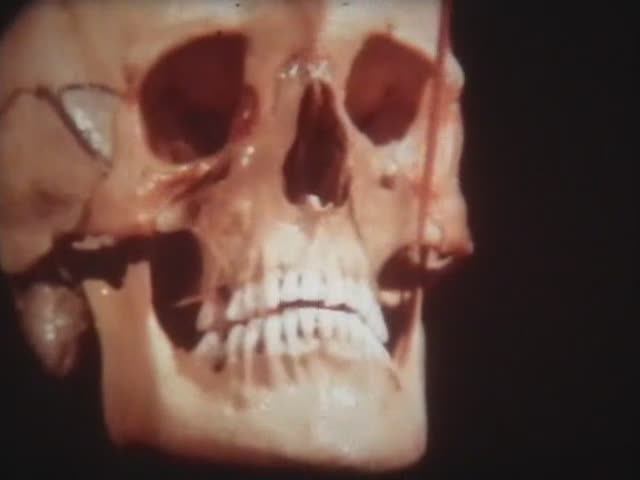 Физиология человека. Онтогенез черепа человека