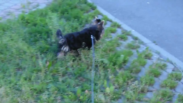 Щенки 4 месяца йоркширского терьера на прогулке смотреть онлайн