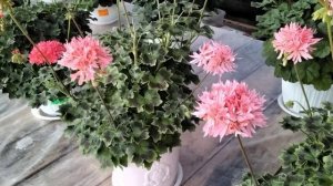 #415.Подробный обзор моей коллекции пеларгоний-стелларов.