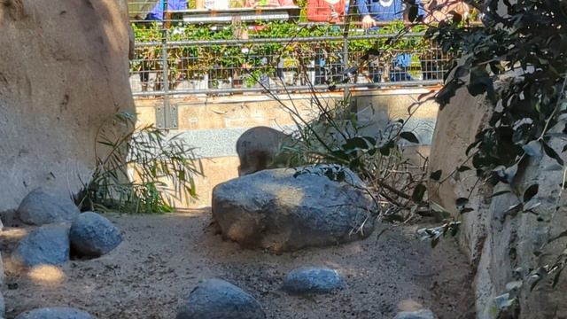 February 10, 2024 San Diego zoo 🌞 смотреть онлайн