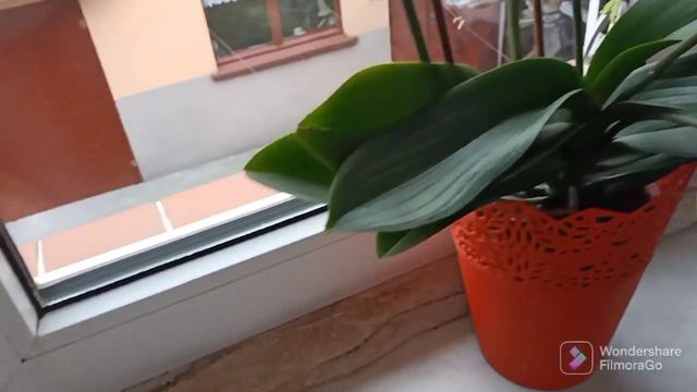 Kolekcja storczyków mojej mamy 🌺 Co zrobić żeby zakwitły🤩nieoczekiwany koniec odcinka😯 смотреть онлайн