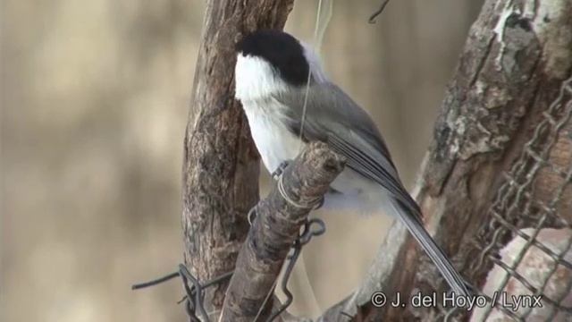Черноголовая гаичка - Parus palustris смотреть онлайн