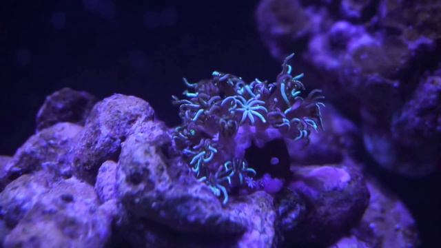 Кормление Тубипоры (Tubipora Musica Big polyp) смотреть онлайн