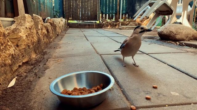 Жадная сойка