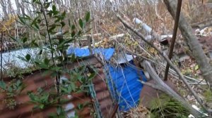 Лох зонтичный