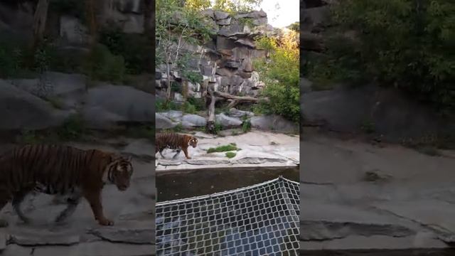 тигра выпустили из вольера к бассейну, играет с мячом как котенок смотреть онлайн