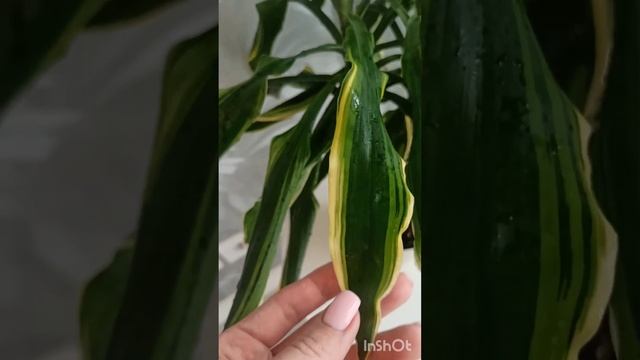 Мои самые большие растения?? смотреть онлайн