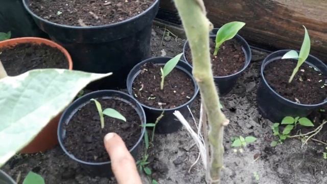 Alocasia Borneo Giant i Yucatan Princess смотреть онлайн
