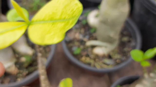Raridade Arabicum variegata. 07 de março de 2022 смотреть онлайн