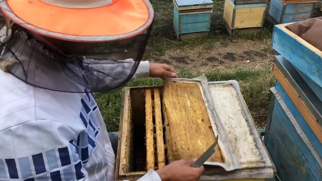 Как заменить матку в семье на молодую. Эффективный метод смотреть онлайн