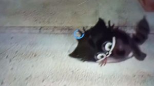 Чучело Мяучело