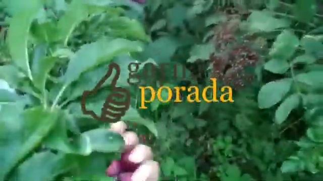 оладьи с алычой смотреть онлайн