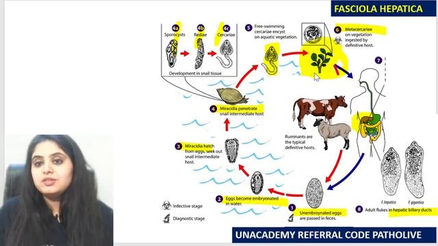 Life cycles | Ep3 | Fasciolopsis | Microbiology | Dr. Preeti Sharma смотреть онлайн