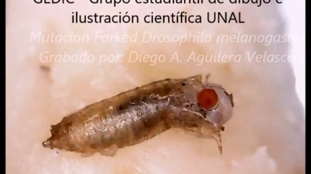 Drosophila melanogaster Forked mutation eclosion смотреть онлайн
