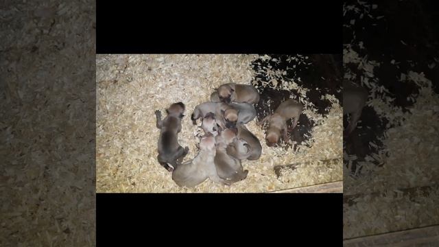 DaGreat ft. Lewis смотреть онлайн