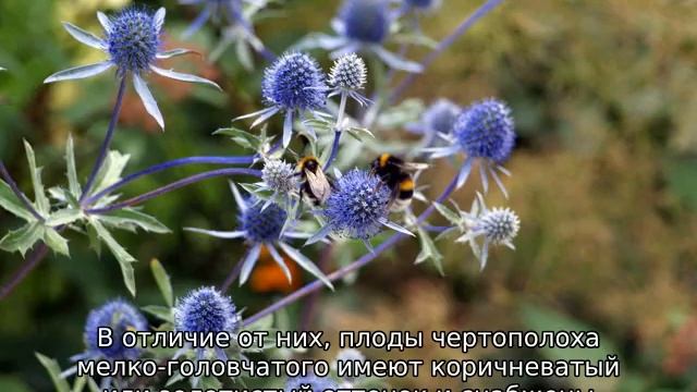 Трава чертополох: описание, свойства и применение смотреть онлайн