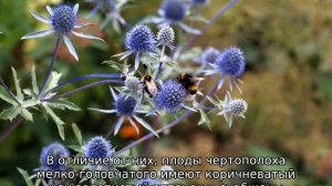 Трава чертополох: описание, свойства и применение