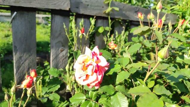 Вестерленд в стадии бутонизации. Изгородь из Новалиса. Пионы в саду смотреть онлайн