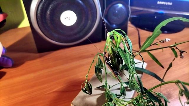 БОГОМОЛ.ИЗМЕНЕНИЕ КЛИМАТА.НЕОБЫЧНЫЙ ЭКСПЕРИМЕНТ И ХИТРЫЙ САМЕЦ БОГОМОЛА.САМКА БОГОМОЛА УСНУЛА. смотреть онлайн