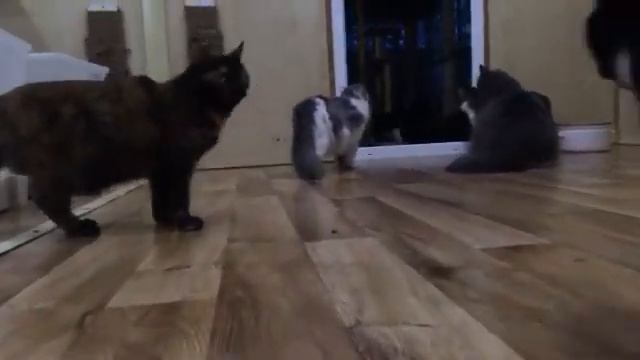 Что видит кот с высоты своего роста? смотреть онлайн