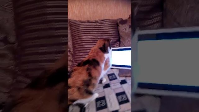 Кошка ловит компьютерных мышей