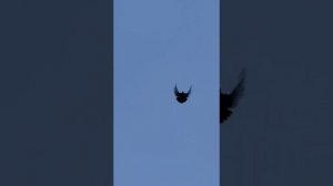 Гуково, серпастые голуби Олега