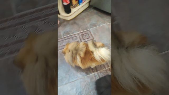 Пушистики🥰,Счастье в дом💞Продажа щеночков Померанский шпиц.Доставка,+79788972514 смотреть онлайн