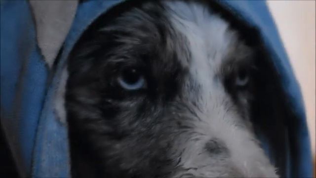 Одно видео - 5 дней | ЖИЗНЬ БОРДЕР КОЛЛИ ЗОИ смотреть онлайн