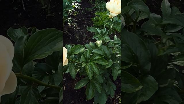 Пион Пастелеганс (Pastelegance)