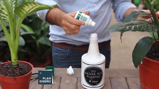 Cuidados de plantas para interior. Cómo limpiar las hojas de una planta. Cuando regar las plantas. смотреть онлайн