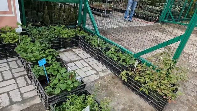 Мы случайно попали в садовый рай/ Посылочка от Любимого Василька/ смотреть онлайн